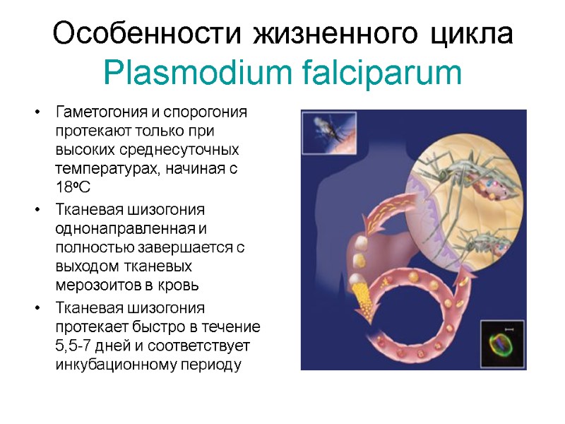 Особенности жизненного цикла Plasmodium falciparum Гаметогония и спорогония протекают только при высоких среднесуточных температурах,